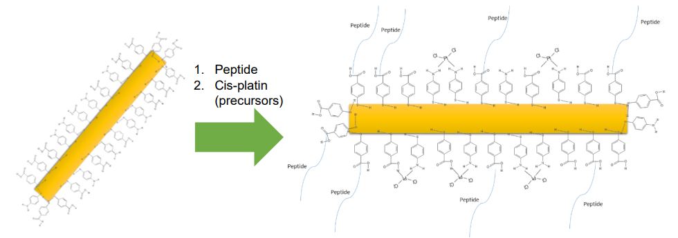 Figure 2. The proposed nanoparticle/mercapto-phenyl-carboxylic acid/peptide/cis-platin system